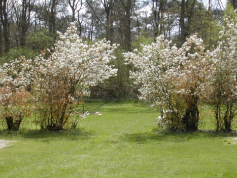Foto: De krentenbomen bloeien in april  en of mei 